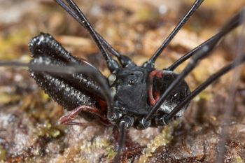 Media type: image;   Invertebrate Zoology 133437